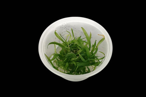 Echinodorus Bolivianus Rusby