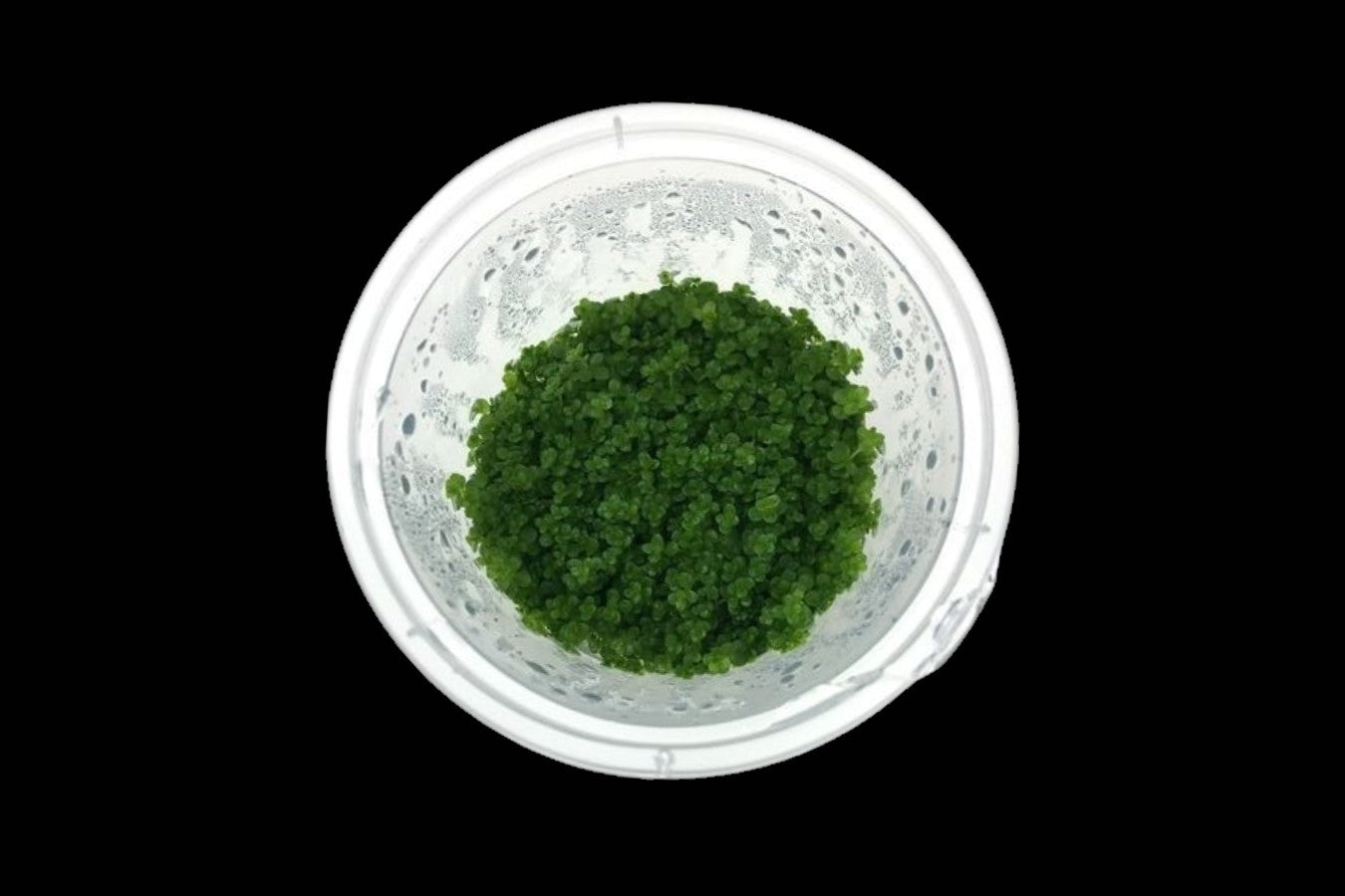 Hemianthus Callitrichoides