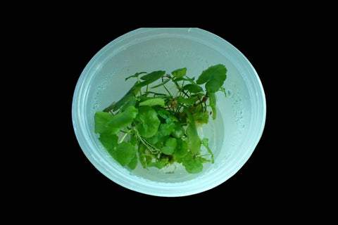 Hydrocotyle Tripartita Japan