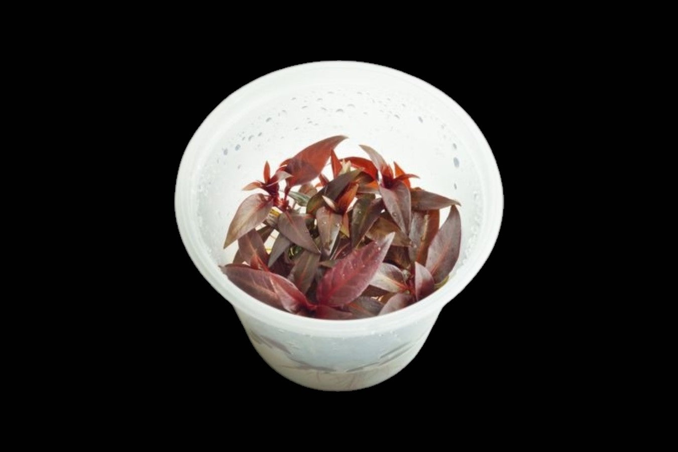 Ludwigia Glandulosa