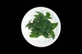 Staurogyne Repens