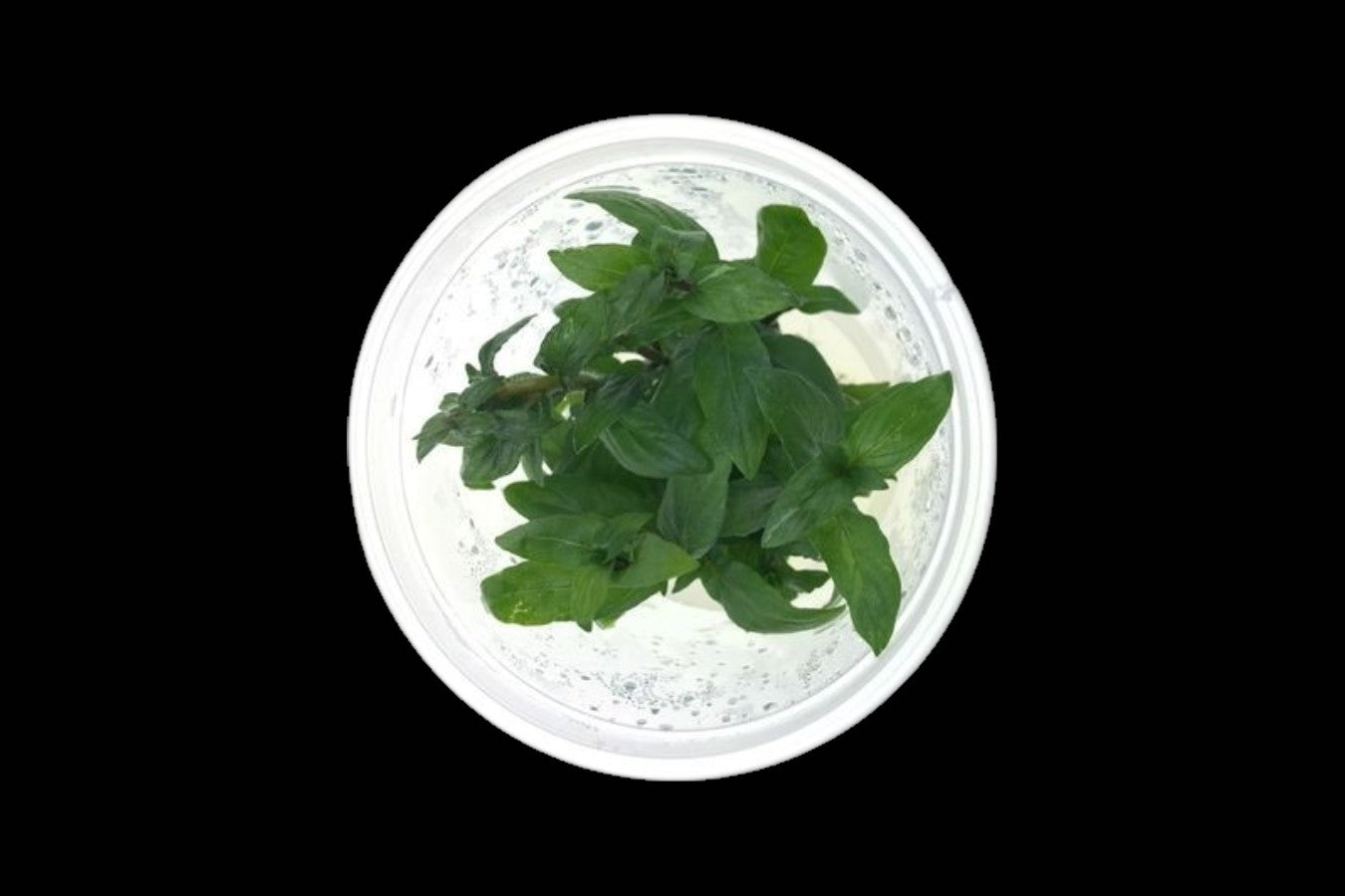 Staurogyne Repens