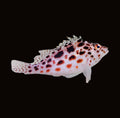 Pixy Spotted Hawkfish | Cirrhitichthys oxycephalus