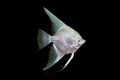 Platinum Angelfish