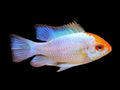 Platinum Blue Ram