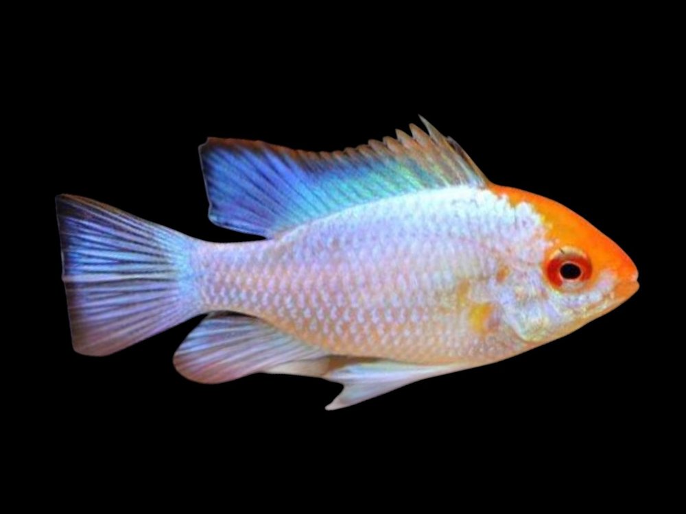 Platinum Blue Ram