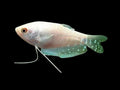 Platinum Gourami