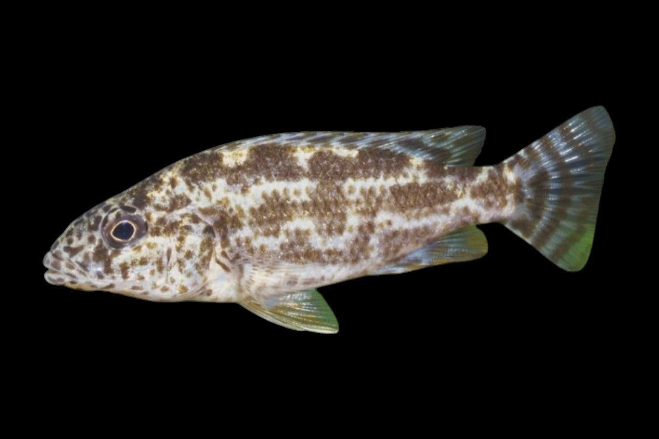 Polystigma Cichlid