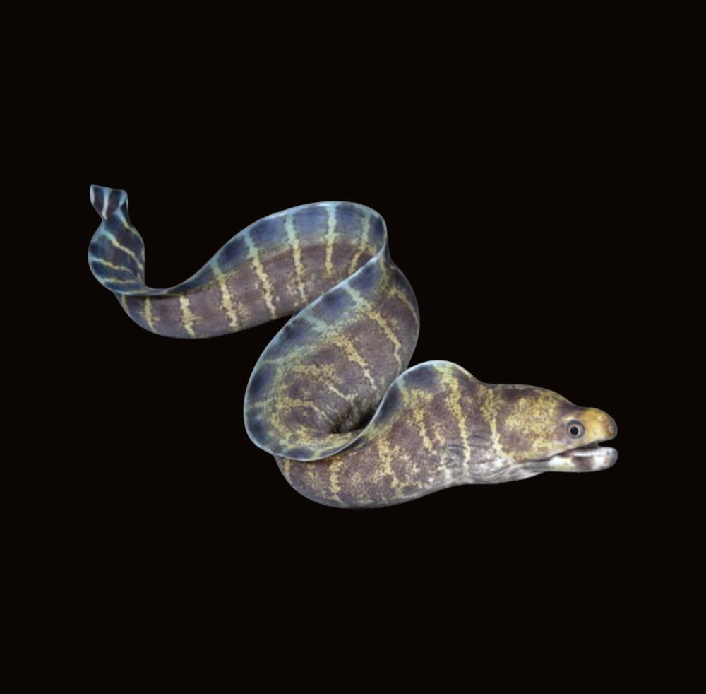 Polyzona Eel | Echidna polyzona