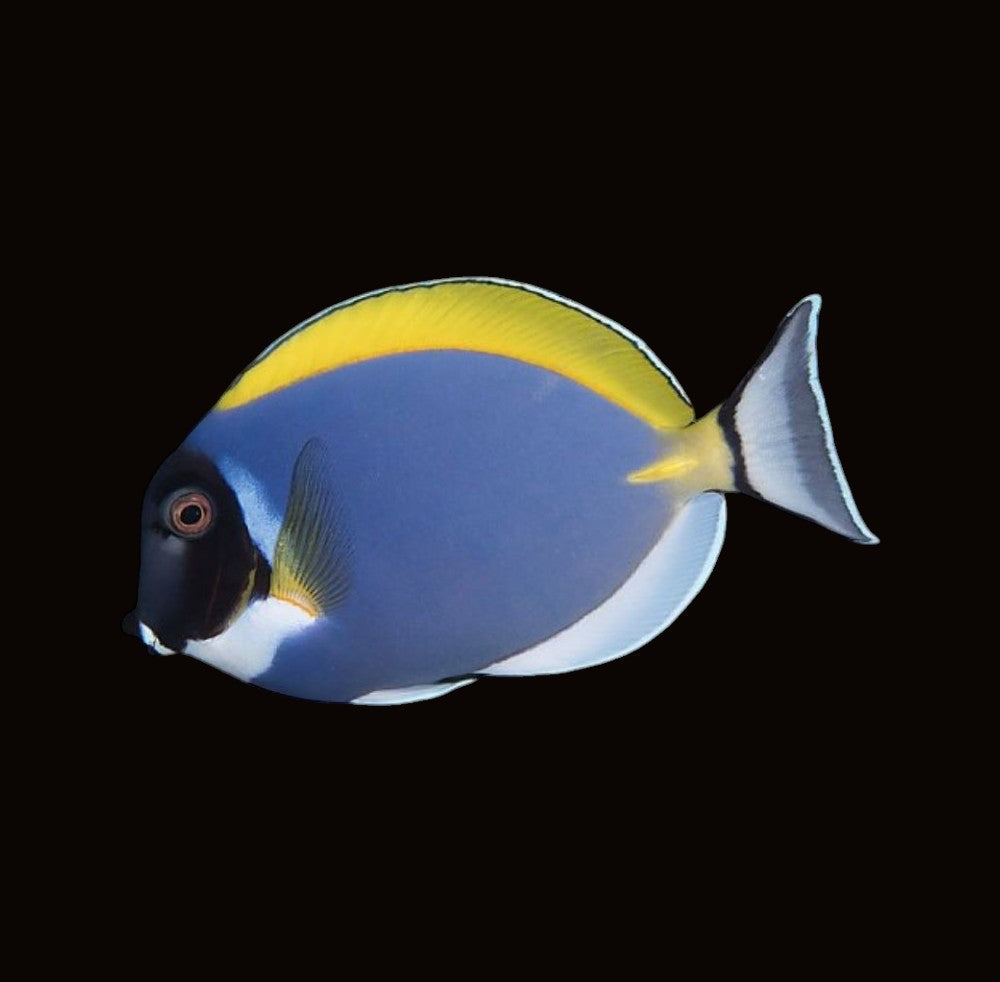 Powder Blue Tang | Acanthurus leucosternon