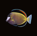 Powder Brown Tang | Acanthurus japonicus