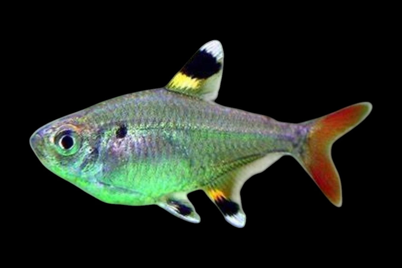 Pristella Tetra