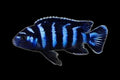 Demasoni