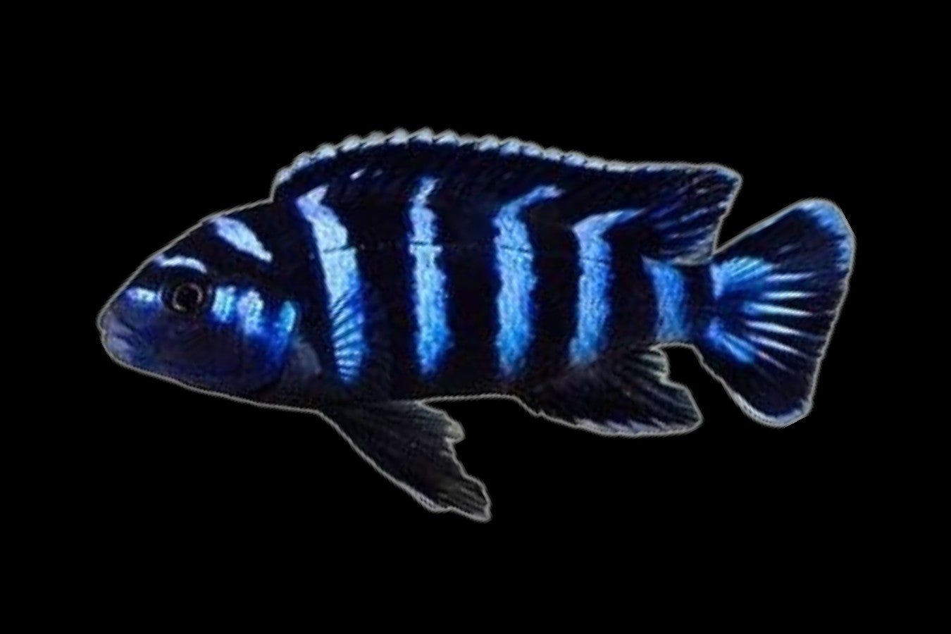 Demasoni