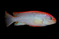 Perspicax orange cap