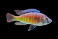 Ptyochromis salmon