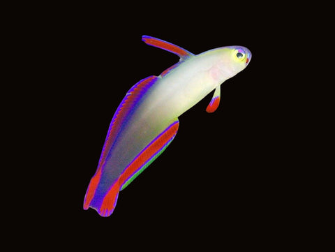 Decora Goby | Nemateleotris decora