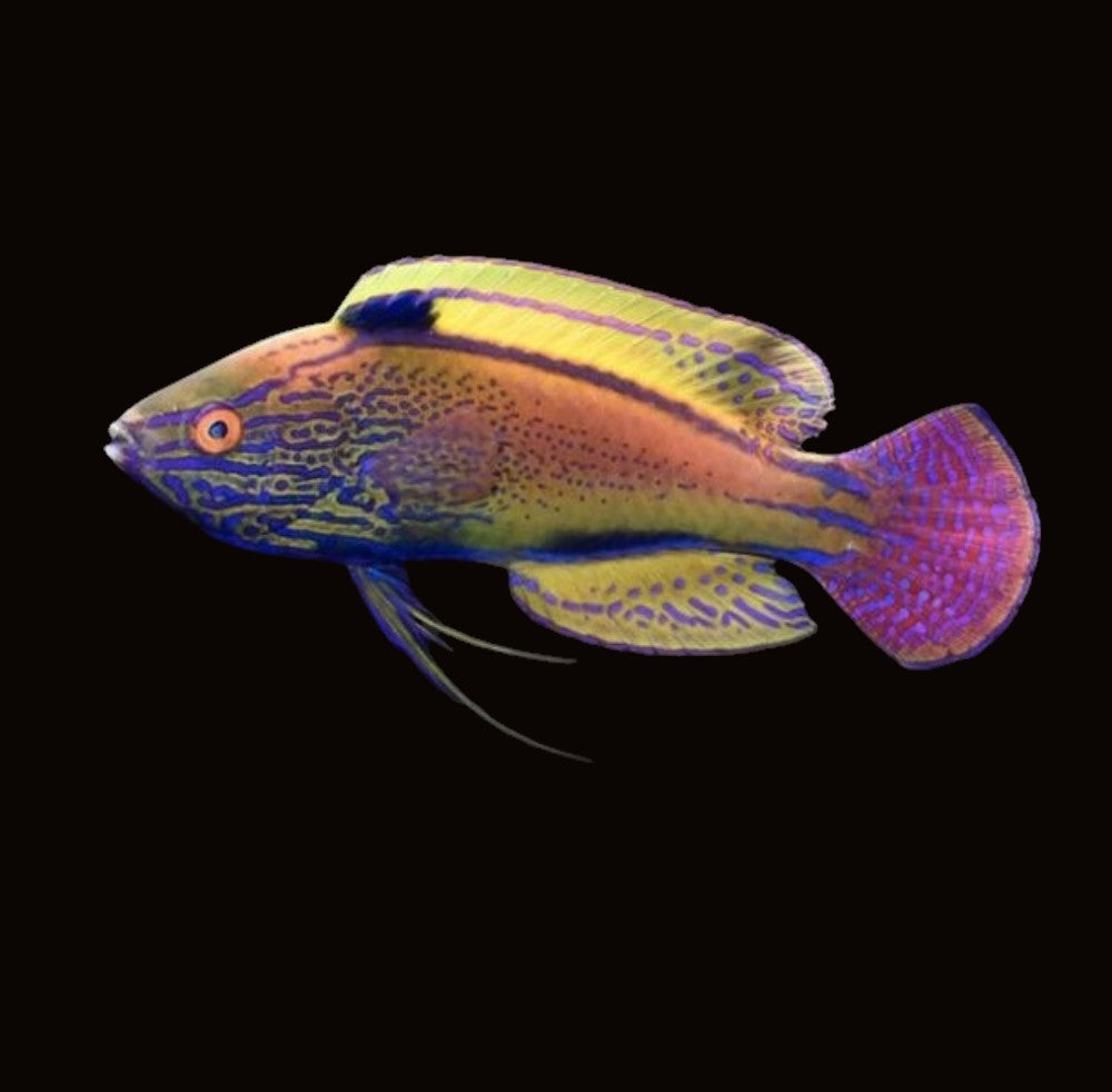 Purple Lined Fairy Wrasse Female | Cirrhilabrus lineatus