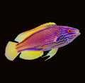 Purple Lined Fairy Wrasse Male | Cirrhilabrus lineatus