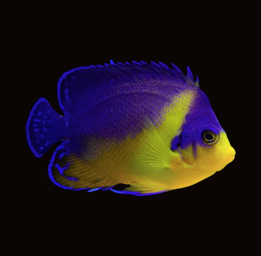 Purple Masked Angelfish | Paracentropyge venusta