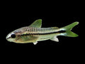 Pygmy Corydoras
