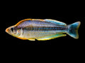 Pygmy Rainbowfish