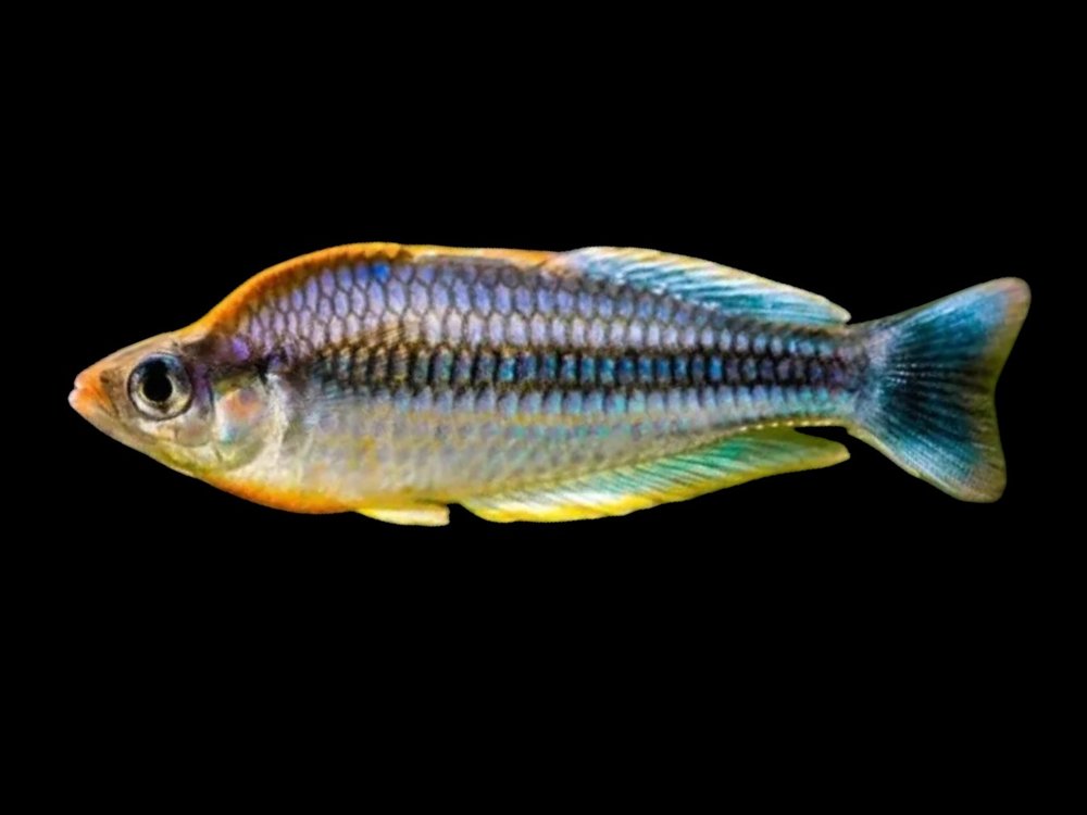 Pygmy Rainbowfish