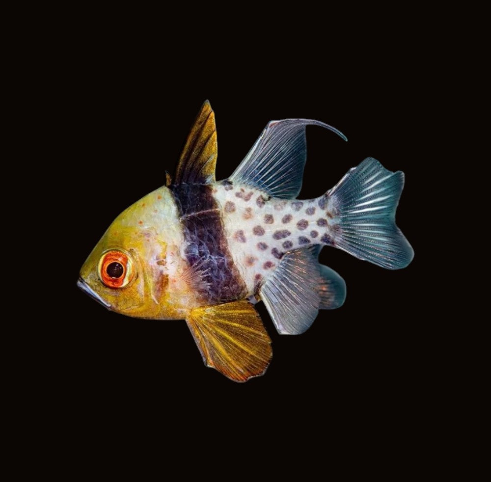 Pyjama Cardinalfish | Sphaeramia nematoptera