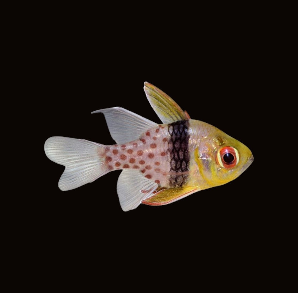 Pyjama Cardinalfish | Sphaeramia nematoptera