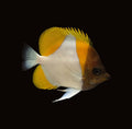 Pyramid Butterflyfish | Hemitaurichthys polylepis