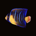 Queen Angelfish juvenile | Holacanthus ciliaris