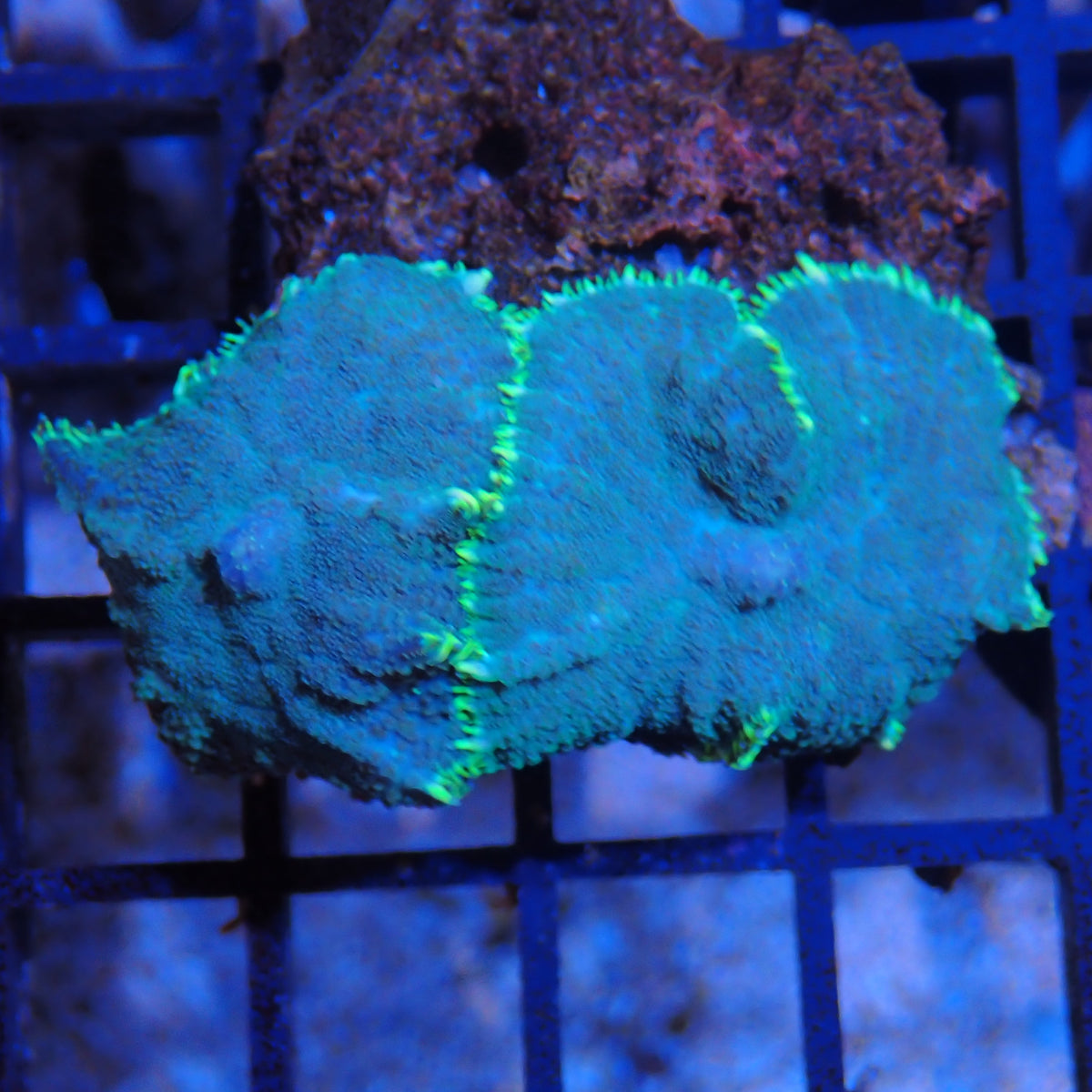 Rhodactis AA001 | Rhodactis sp.