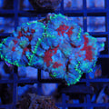Rhodactis AA002 | Rhodactis sp.