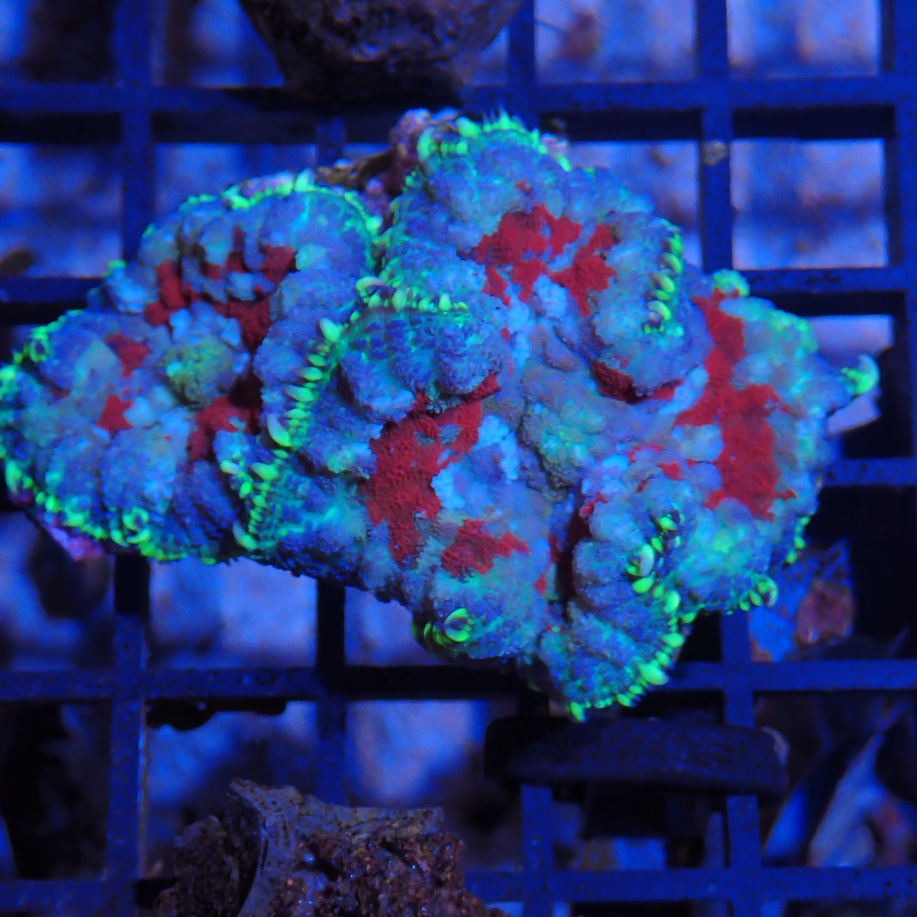 Rhodactis AA002 | Rhodactis sp.