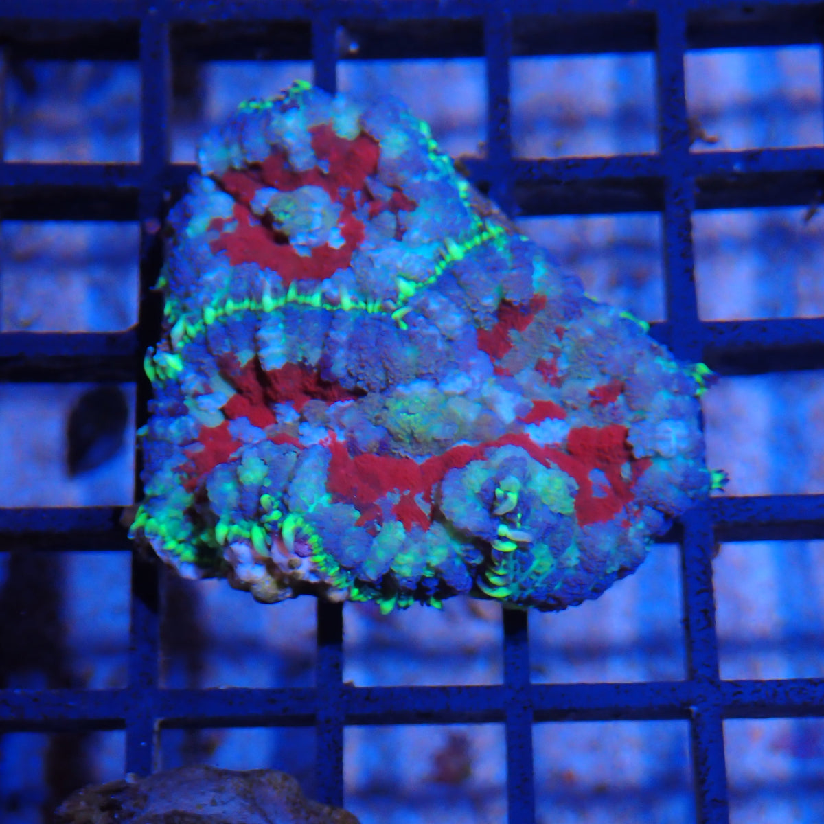 Rhodactis AA003 | Rhodactis sp.