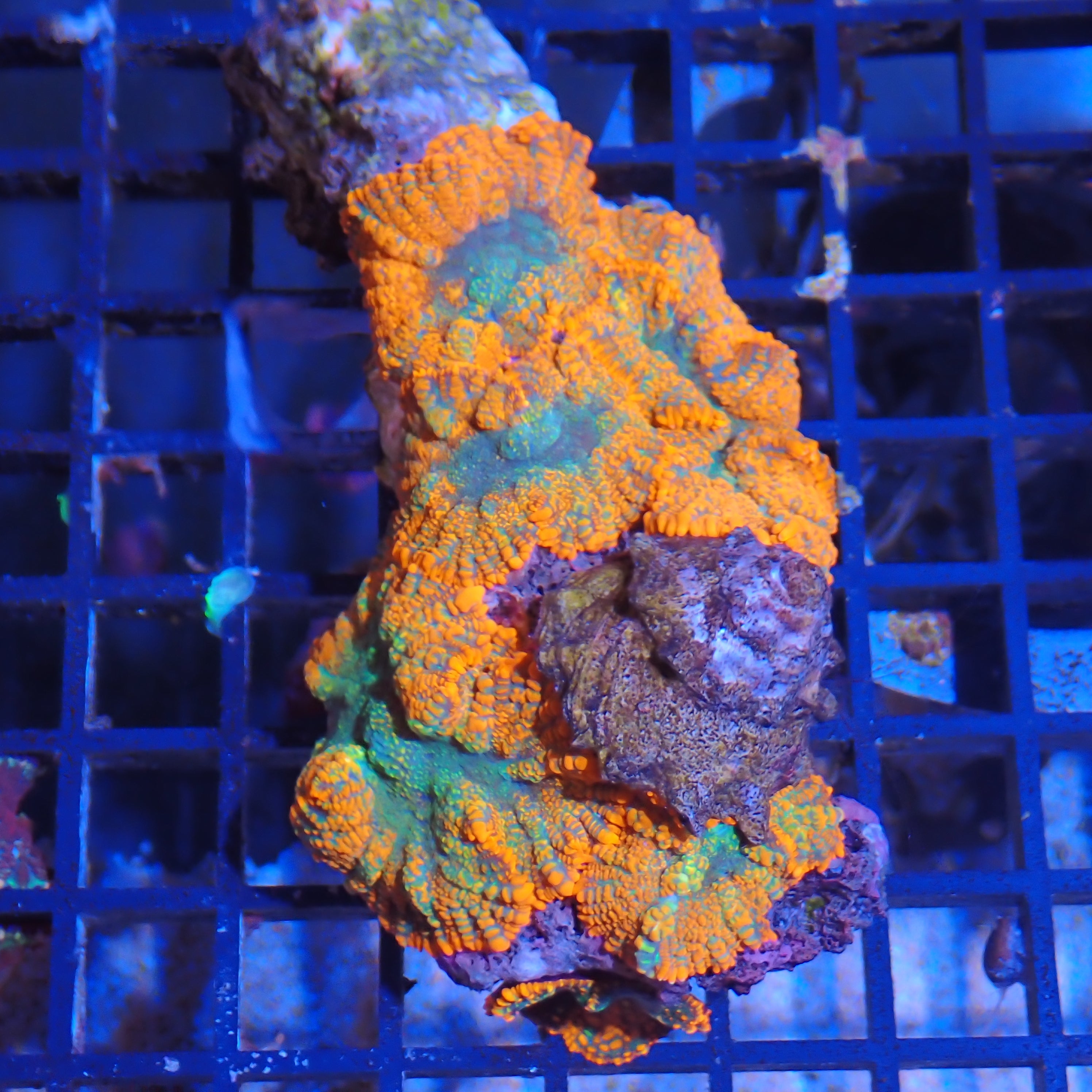 Rhodactis AA004 | Rhodactis sp.
