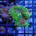 Rhodactis AA005 | Rhodactis sp.