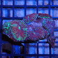 Rhodactis AA006 | Rhodactis sp.