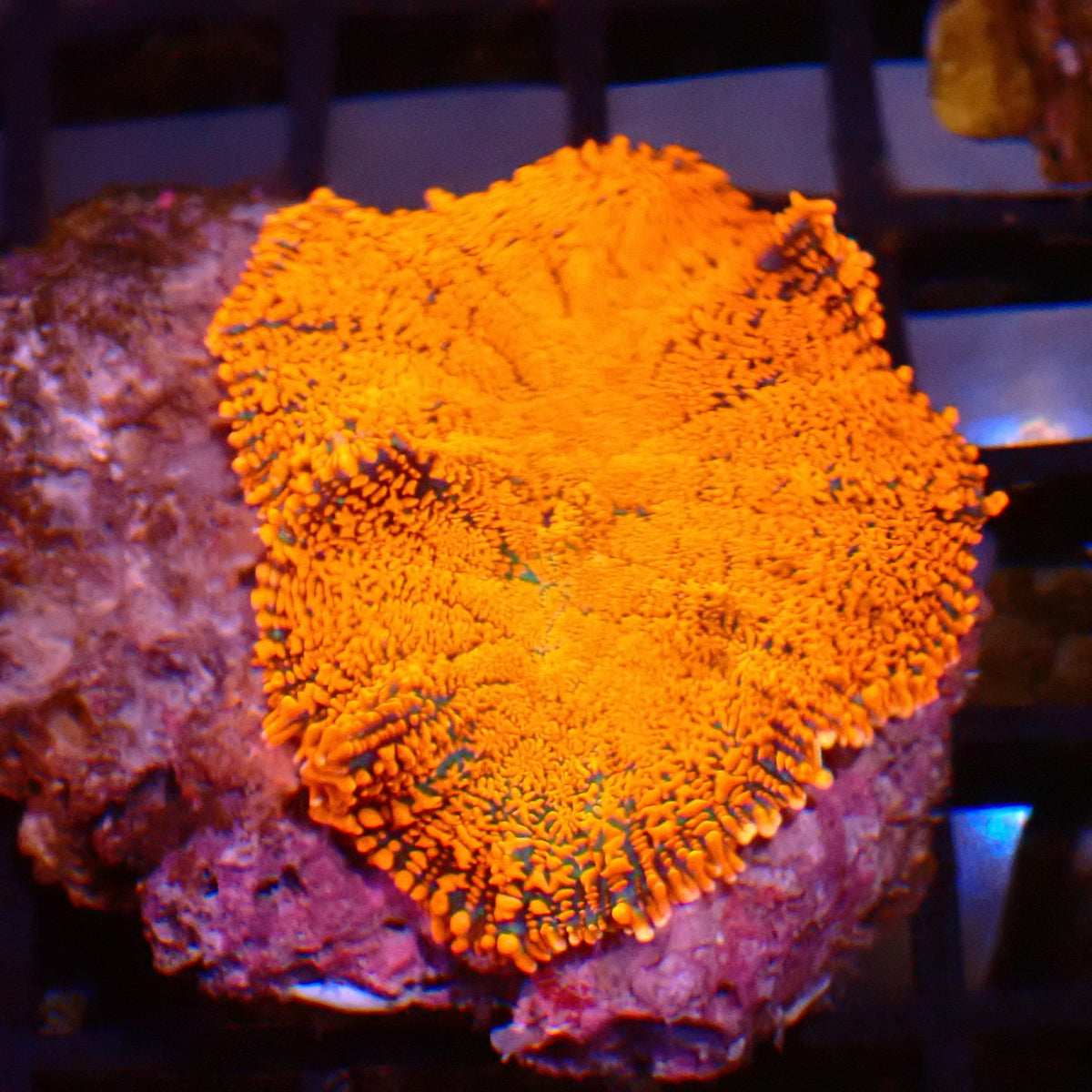 Rhodactis AA006 | Rhodactis sp. at ← Red Sea 15k