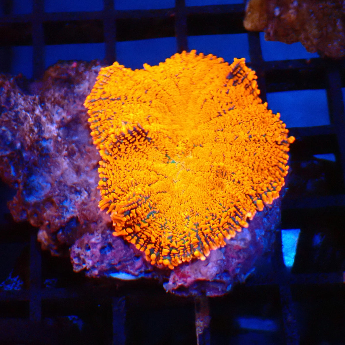 Rhodactis AA006 | Rhodactis sp. - Red Sea 20K LED