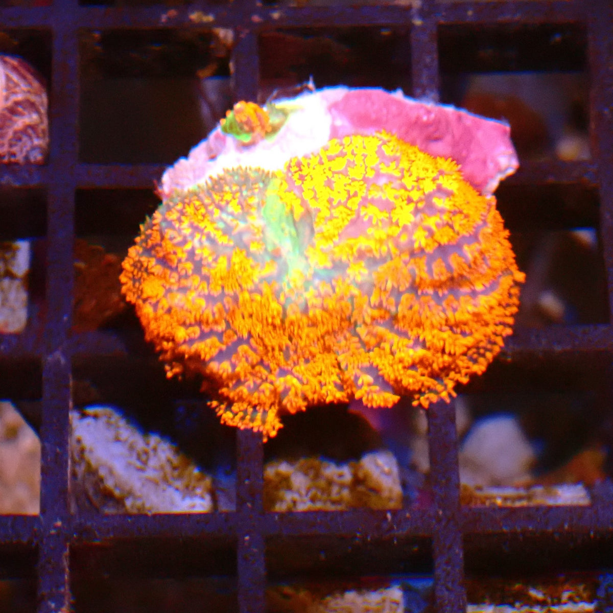 Rhodactis AA007 | Rhodactis sp. at ← Red Sea 15k