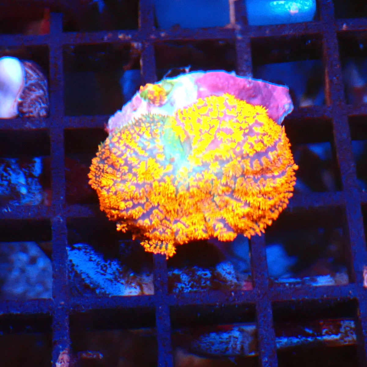 Rhodactis AA007 | Rhodactis sp. - Red Sea 20K LED