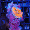 Ricordea AA008 | Ricordea / Rhodactis sp.