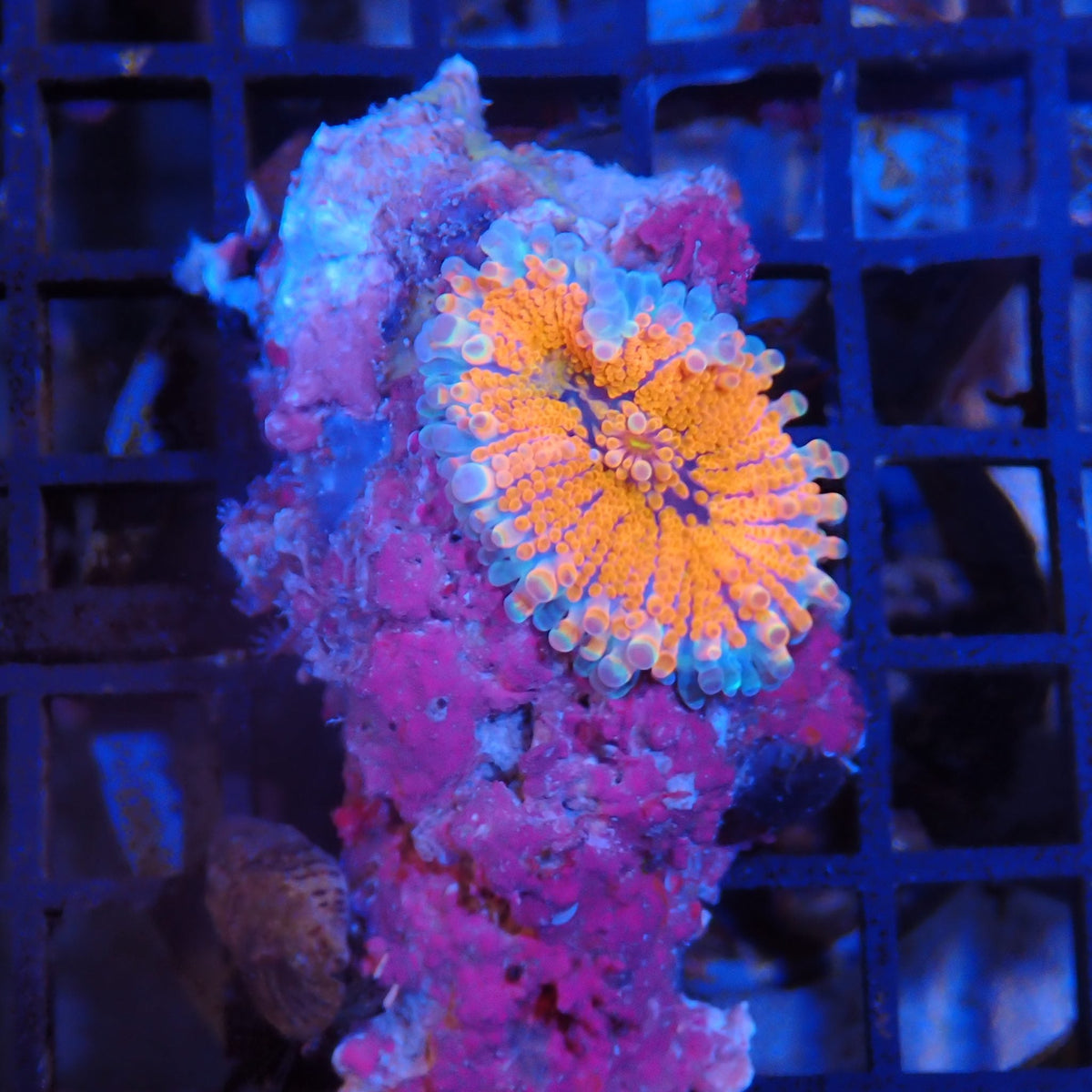 Ricordea AA008 | Ricordea / Rhodactis sp.