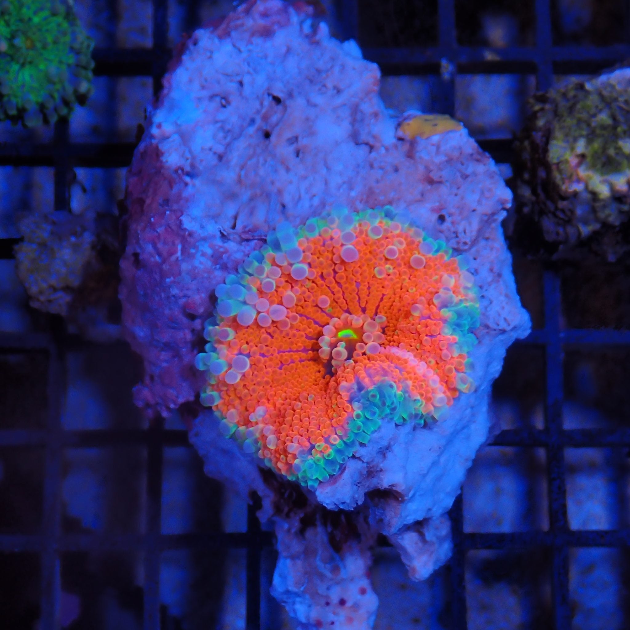 Ricordea AA009 | Ricordea / Rhodactis sp.