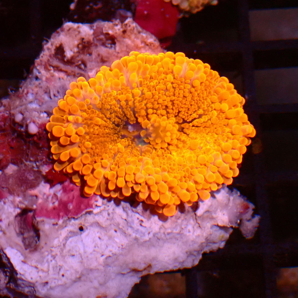 Ricordea AA008 | Ricordea / Rhodactis sp. - Red Sea 15K