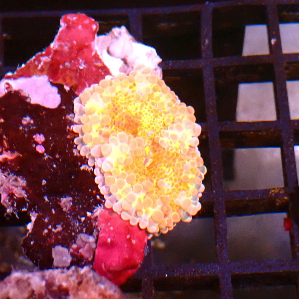 Ricordea AA009 | Ricordea / Rhodactis sp. - Red Sea 15K