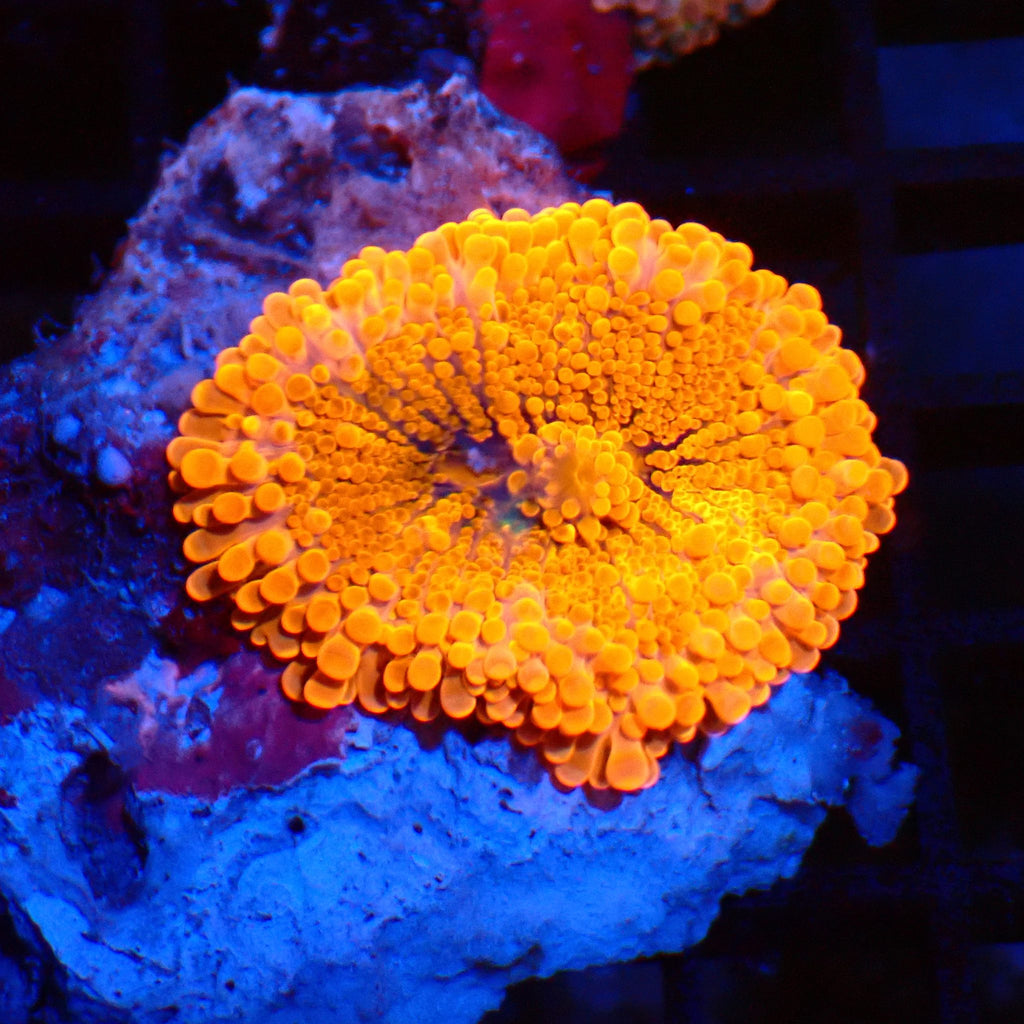 Ricordea AA008 | Ricordea / Rhodactis sp. - Red Sea 20K LED