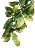 Exo Terra Forest Plant Mandarin Small