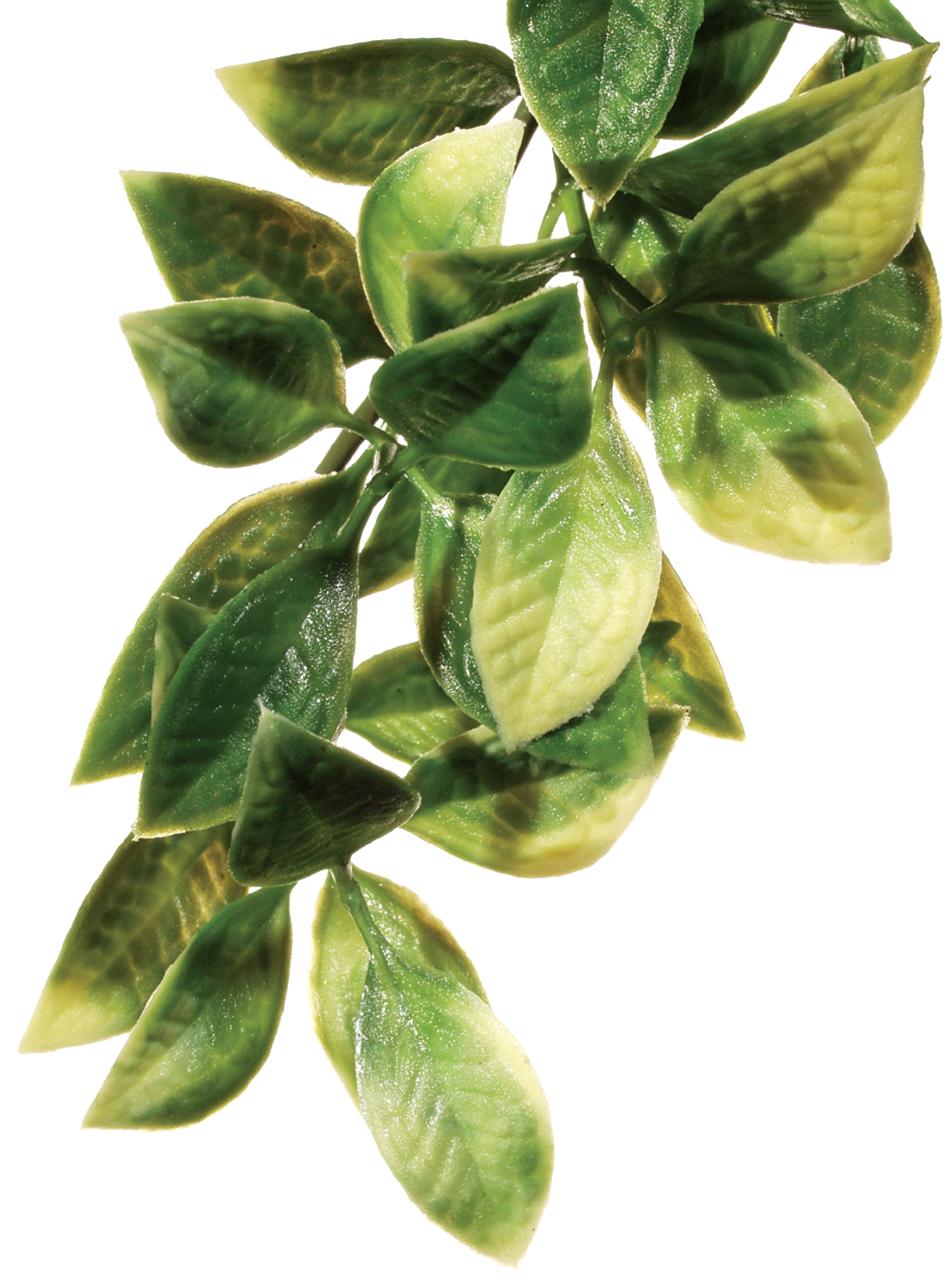 Exo Terra Forest Plant Mandarin Small
